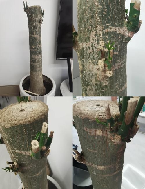 如何拯救快枯萎的发财树？急救技巧