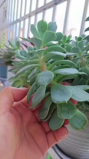 多肉植物摊大饼？增加「紫外线照射」