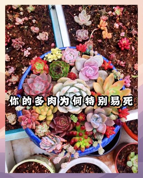多肉植物浇水误区！这些错误别再犯