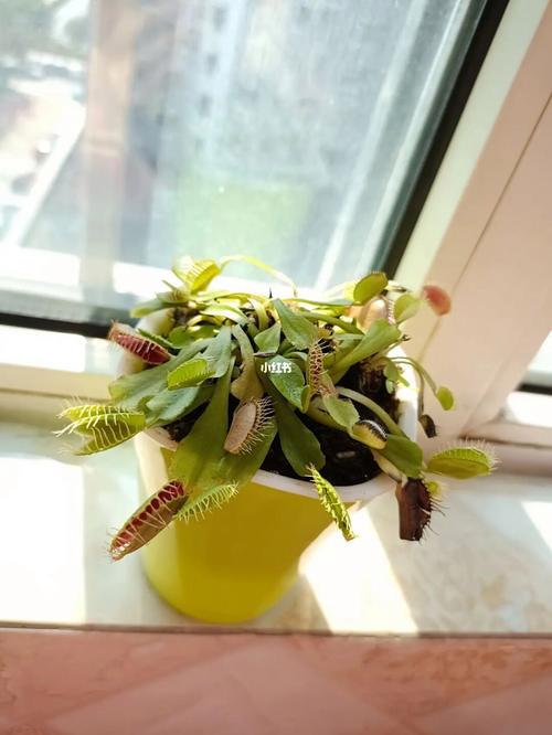 捕蝇草冬季浇水频率？每周 1 次