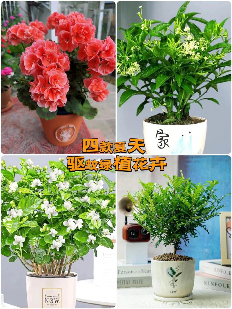夏季家居防蚊虫植物推荐，自然又有效