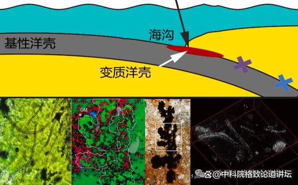 为什么深海生物能耐受高压？极端环境适应机制