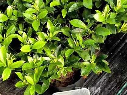 栀子花黄叶？浇灌「硫酸亚铁」