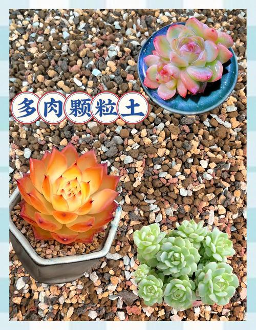 如何给多肉植物除藻？花盆和土壤处理