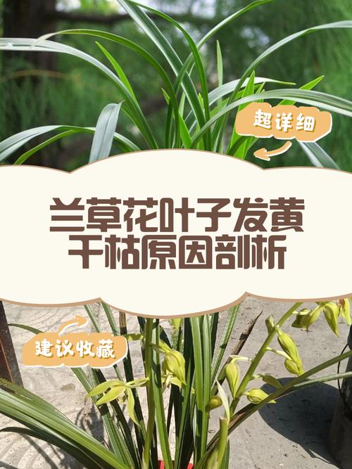 植物叶片发黄原因分析