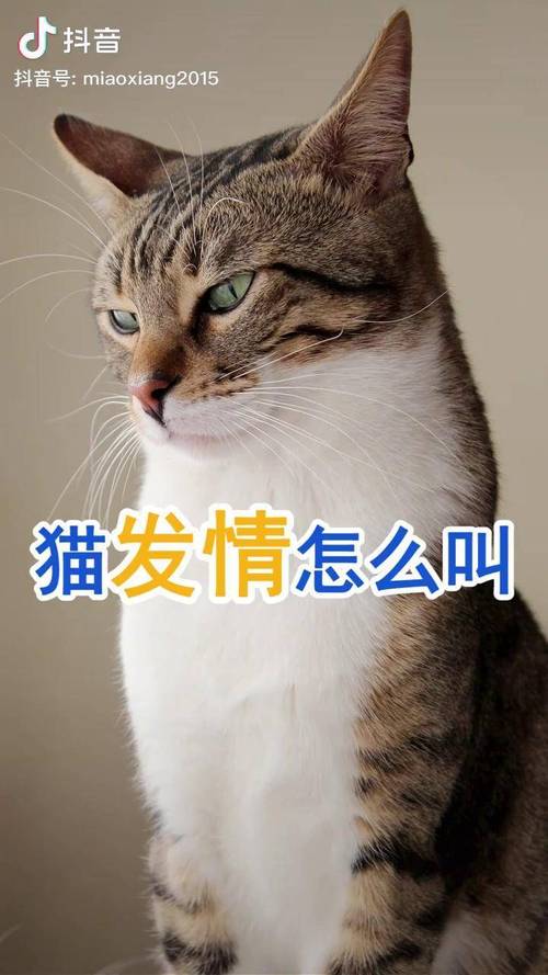 猫咪发情期怎么照顾？铲屎官必备知识